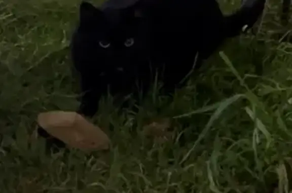 Кошка найдена у пр. Культуры, 25к1, СПб