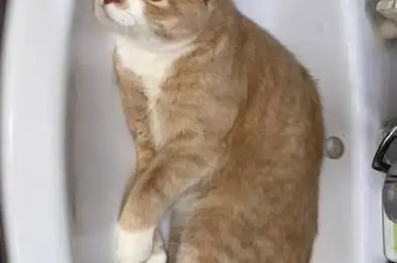 Пропала кошка, ул. Дегтярёва, 188, Ковров