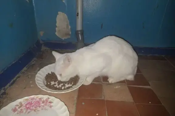 Найденные животные Михайловск, фото: Найдена кошка, ул. Пушкина 45А, Михайловск