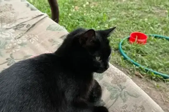 Пропала черная кошка, Набережная 8, Тамбов