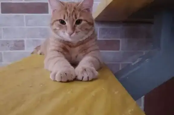 Кошки потеряшки, Московская область, фото: Потеряшка кошка, 104, Московская область