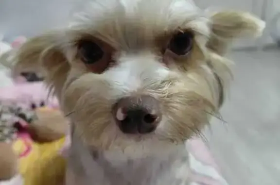 Пропала собака, Народный бульвар, 11