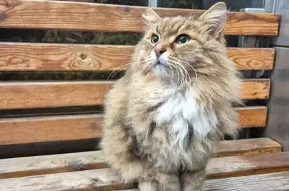 Кошка на остановке, ул. Васюнина 8, НН