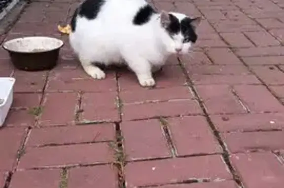 Найдена кошка, , фото: Кошка найдена: Кировская ул., Синявино