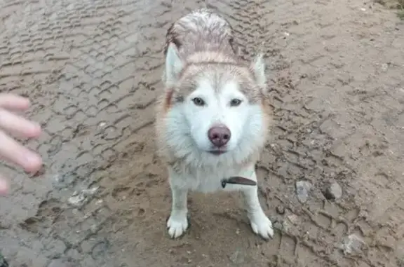 Найдена собака, Московская область, фото: Хаски найдена в военной части, МО