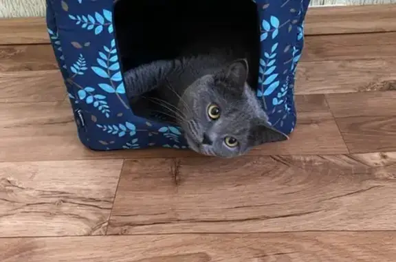 Кошки потеряшки, Гай, фото: Потеряшка серая кошка, Спортивная, Гай