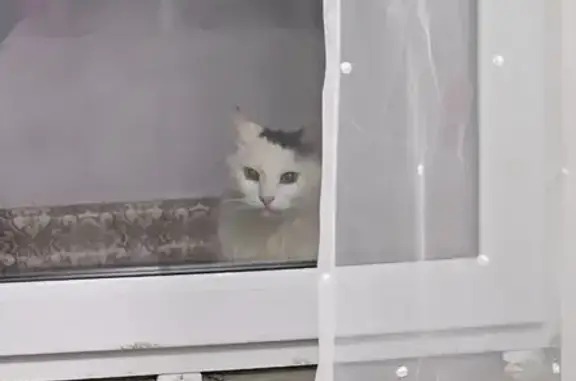 Найдена кошка, , фото: Кошка найдена у Вечного огня, Шатура