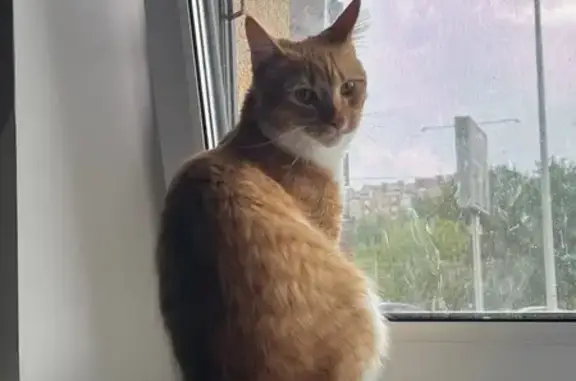 Пропала кошка, ул. Чаркова, 69 к1, Тюмень