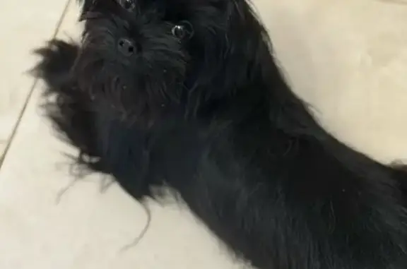 Пропала собака, Омск, ул. Дианова 20/1