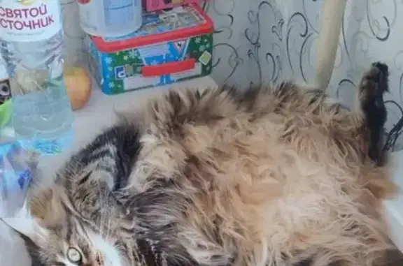 Потерянные животные Архангельск, фото: Пропала кошка, ул. Кирпичного завода, 24