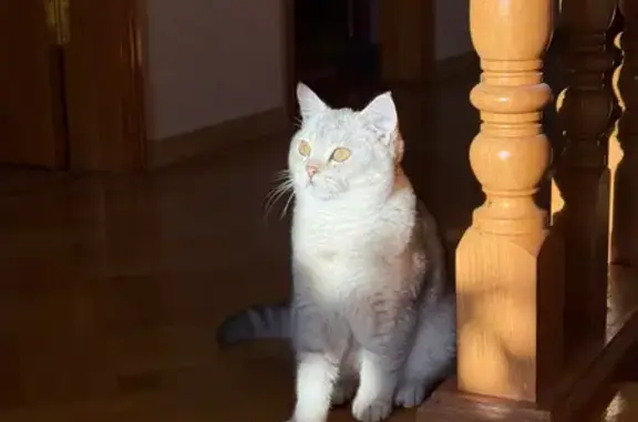 Кошки потеряшки, Елизаветинская, фото: Потеряшка кошка, Набережный пр., 1, Елизаветинская