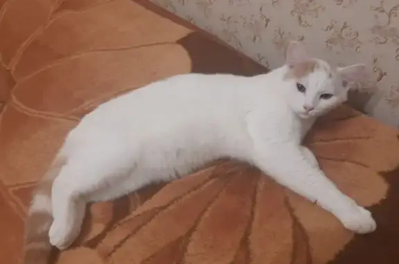 Найдена кошка, Черноголовка, фото: Кошка найдена: Институтский пр., 8, Черноголовка