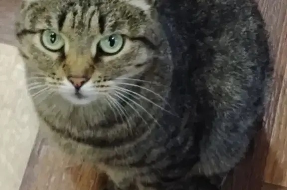 Кошки потеряшки, Тульская область, фото: Потеряшка кошка, Молочные Дворы, Тула