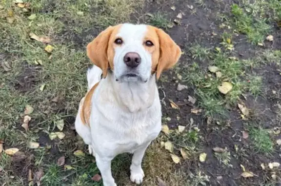 Найдена собака, , фото: Найдена гончая, Лопатино, 89К-254-16