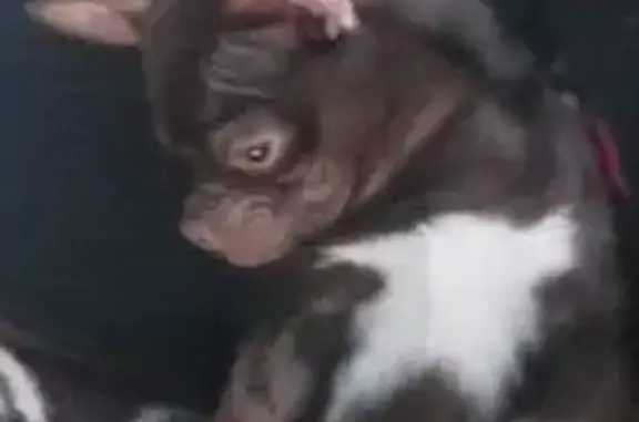 Пропала собака, МО, белая грудка