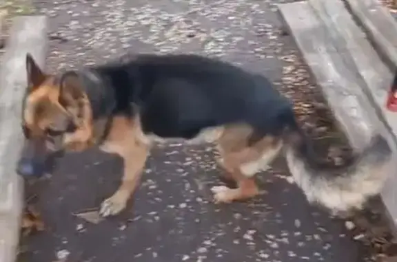 Найдена собака, , фото: Найдена собака: Школьная ул., 3, Донской