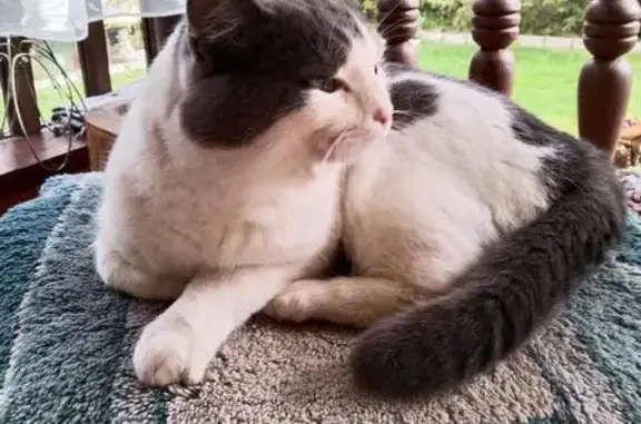 Найдена кошка, Додзь, фото: Кошка найдена, Додзь, Коми