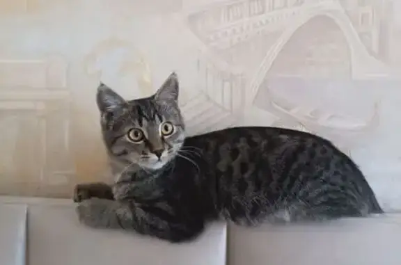 Объявления о пропавших и найденных животных, Кубина, фото: Пропала кошка, Кубина, Карачаево-Черкесия