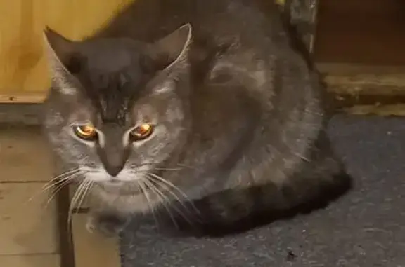 Найдена кошка, Санкт-Петербург, фото: Кошка найдена: Каменноостровский пр., 65