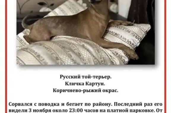 Пропала собака, ул. Дмитриева, Балашиха