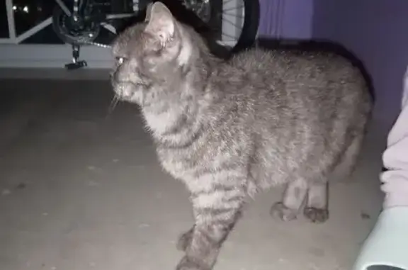 Найдена кошка, Ульяновск, фото: Кошка найдена, ул. Варейкиса, Ульяновск