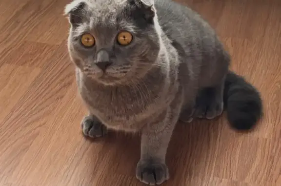 Пропал кот Сэм, Нальчикский пер., 21Б, Ростов