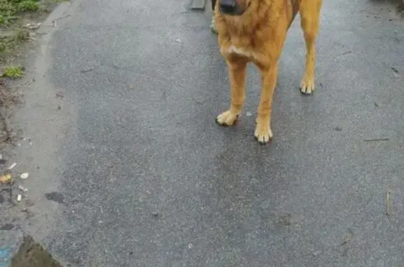 Найдена собака, ул. Фёдора Тютчева, Воронеж