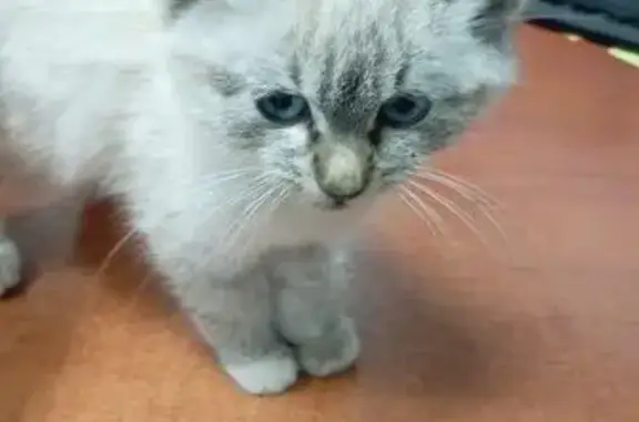 Найденные животные Дядьковское, фото: Котёнок найден: Дядьковское с/п, 61К-051