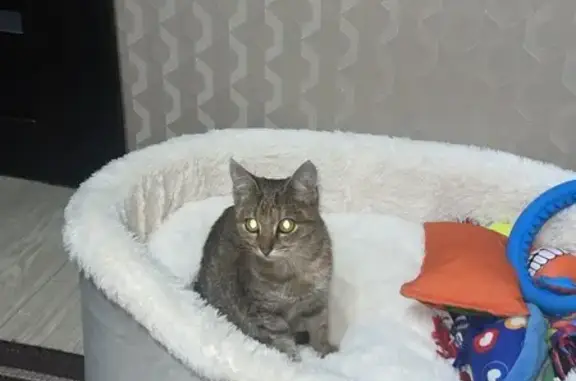 Кошка найдена: пр. Тракторостроителей, 52