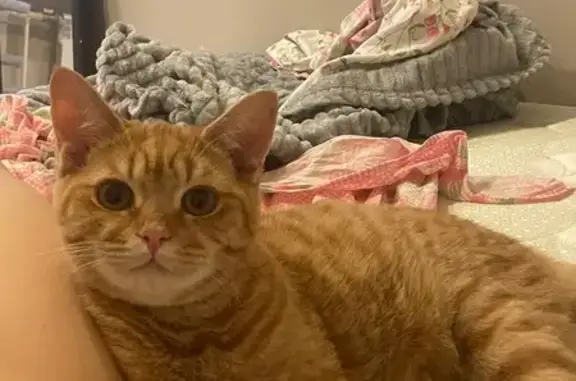 Кошки потеряшки, Самара, фото: Потеряшка кошка Бася, Белорусская 99, Самара