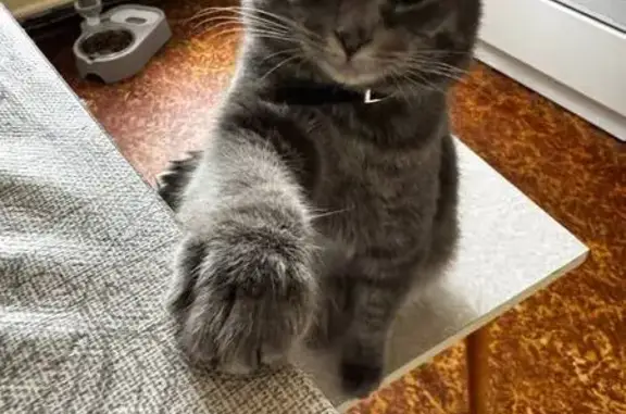 Кошки потеряшки, Москва, фото: Потеряшка кошка, бульвар Рокоссовского, 11