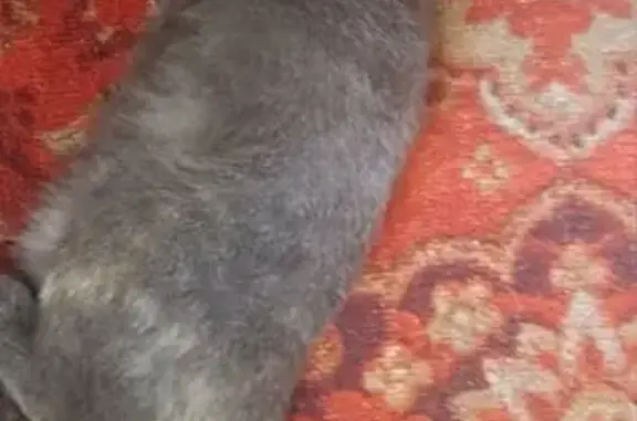 Пропала кошка, Коммунистическая 29