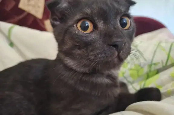 Кошки потеряшки, Энгельс, фото: Потеряшка кошка, Московская ул. 29, Энгельс