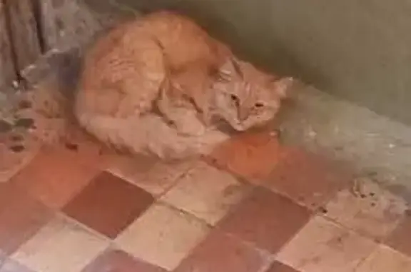 Найдена кошка, Ульяновск, фото: Кошка найдена: Стасова 1, Ульяновск