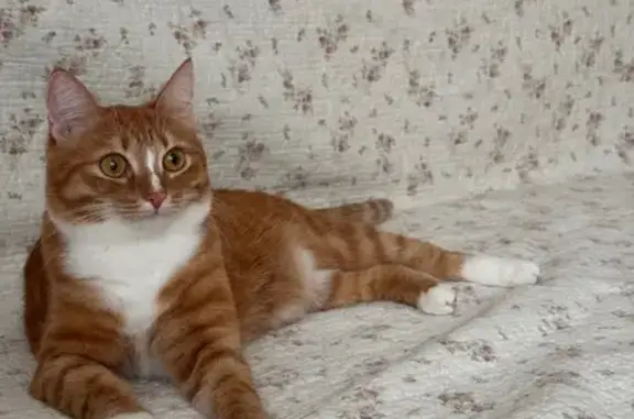 Кошки потеряшки, Копейск, фото: Потеряшка рыжая кошка, Копейск, пер. Урицкого