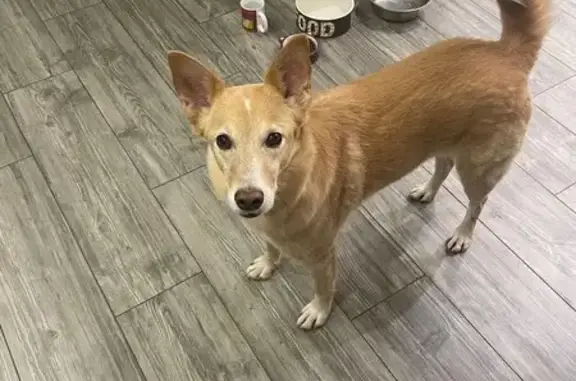 Собаки потеряшки, Рузаевка, фото: Потеряшка собака, ул. Филатова, 5Д, Рузаевка