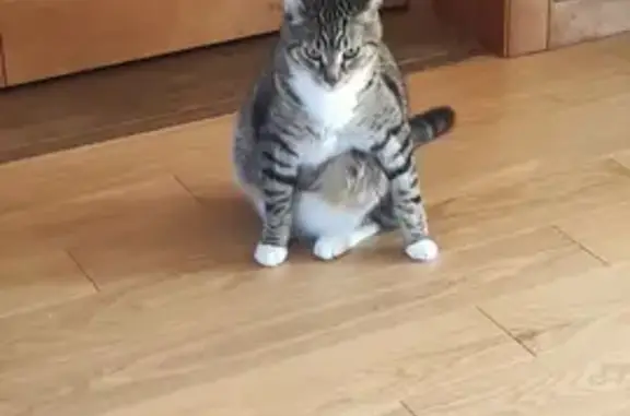 Кошки потеряшки, Лесколовское сельское поселение, фото: Потеряшка кот Вася, Олимпийская ул., Лесколово