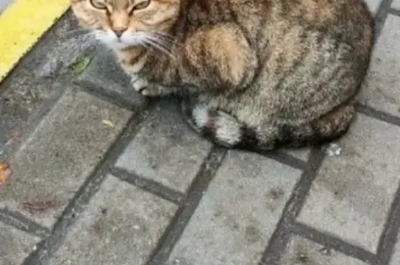 Найдена кошка, Белгород, фото: Найдена кошка, ул. Костюкова, 55, Белгород