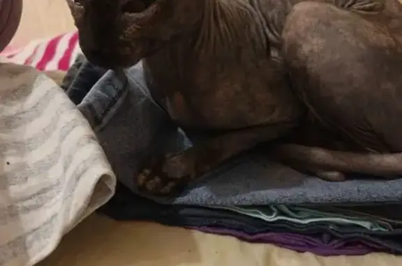 Найдена кошка, Орехово-Зуево, фото: Кошка найдена, ул. Козлова, 13А, Орехово