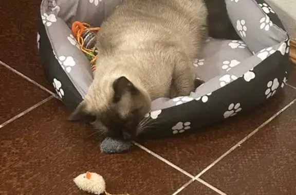 Кошки потеряшки, Псков, фото: Потеряшка кот, ул. Новосёлов, 32, Псков