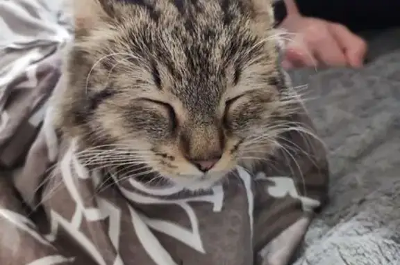 Найдена кошка, Омск, фото: Кошка найдена, 2-я Поселковая ул., Омск