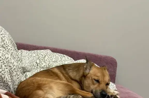 Собака найдена: ул. Академика Волгина, 7