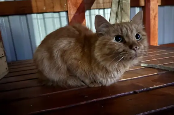 Найдена кошка, Новая Мельница, фото: Кошка найдена: Панковская ул., Новая Мельница