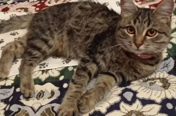 Найдена кошка, , фото: Кошка найдена у дома 16, ул. Гоголя, Ялта