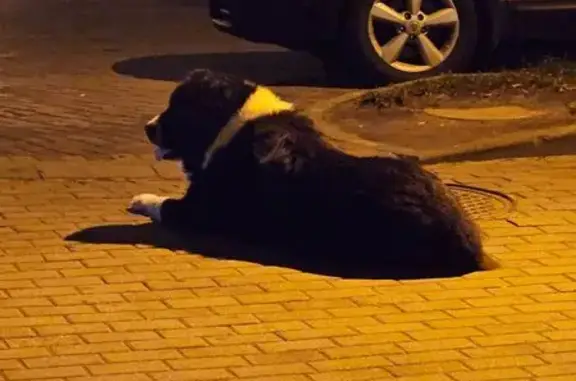 Собака найдена на Летней, 68, Калининград