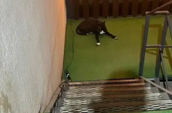 Найдена собака на ул. Достоевского, 85