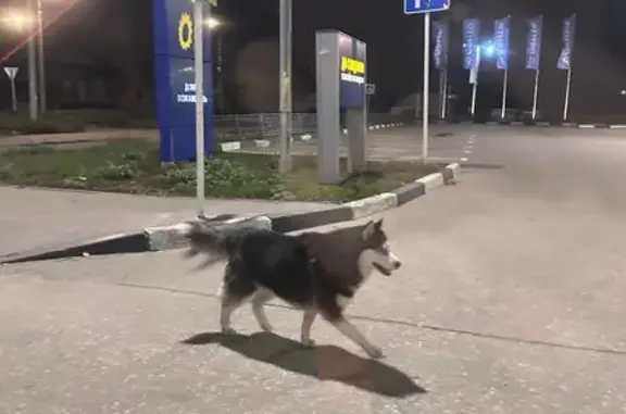 Хаски найдена у Ленты, Красноярская 5, Энгельс