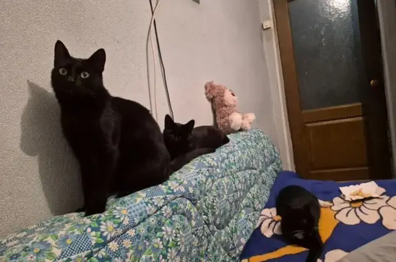 Кошка пропала: Саратовский пер., 7, Балашов