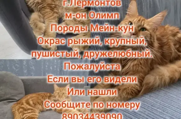 Пропала кошка в Лермонтове, Ставрополье