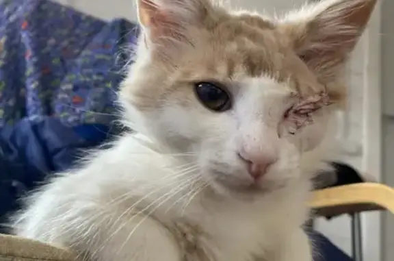 Пропала кошка, Ясная ул. 11 к3, Янино-1